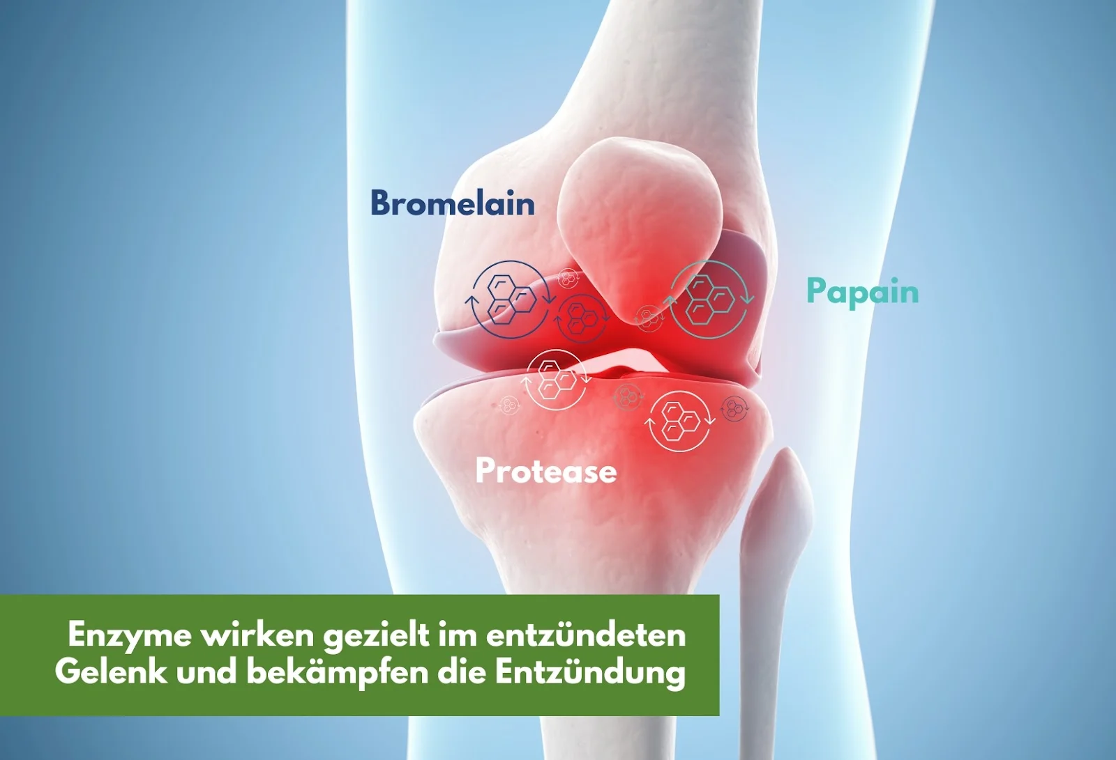 Gelenk mit Bromelain, Papain und Protease – Enzyme wirken gezielt im Gelenkbereich